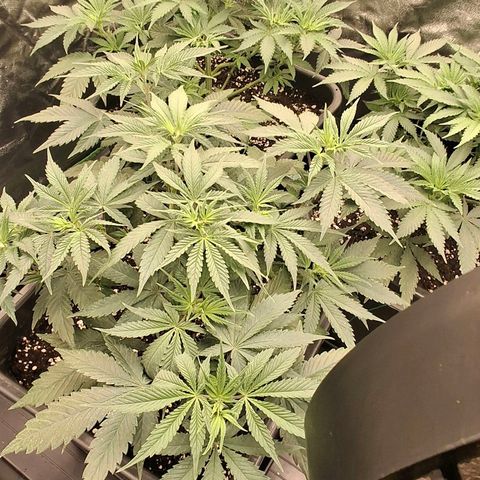 Nothern Lights GP & Sundae Driver  growlog timeline photo