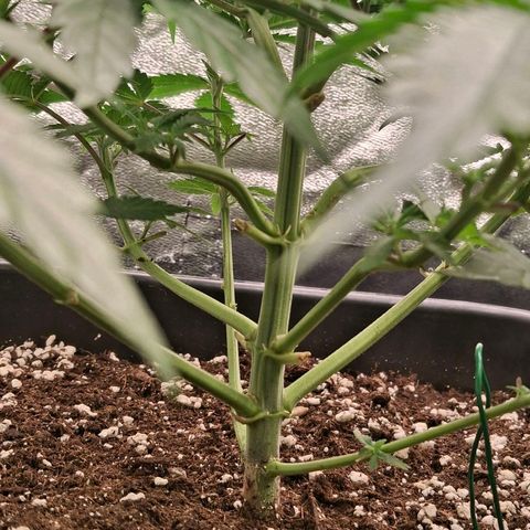 Nothern Lights GP & Sundae Driver  growlog timeline photo