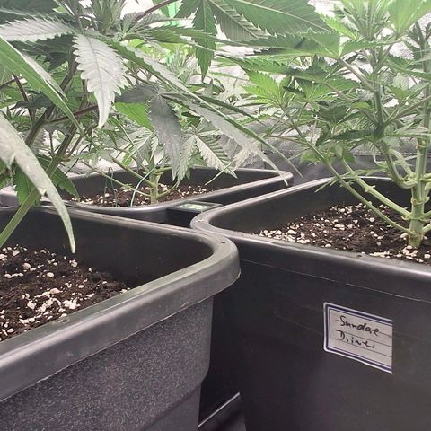 Nothern Lights GP & Sundae Driver  growlog timeline photo