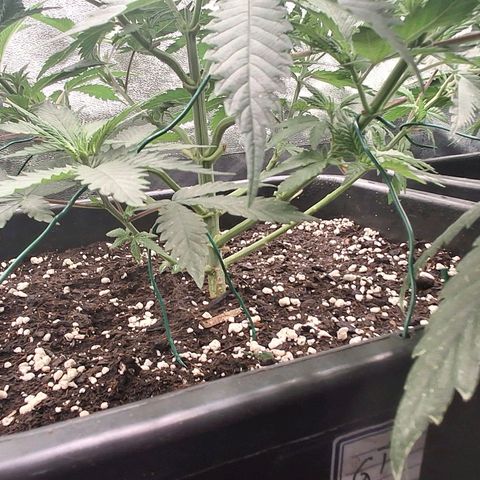 Nothern Lights GP & Sundae Driver  growlog timeline photo