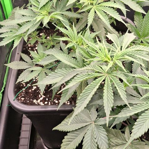 Nothern Lights GP & Sundae Driver  growlog timeline photo