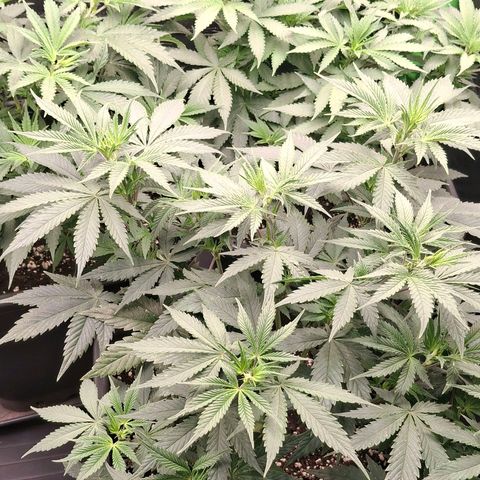 Nothern Lights GP & Sundae Driver  growlog timeline photo