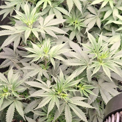 Nothern Lights GP & Sundae Driver  growlog timeline photo