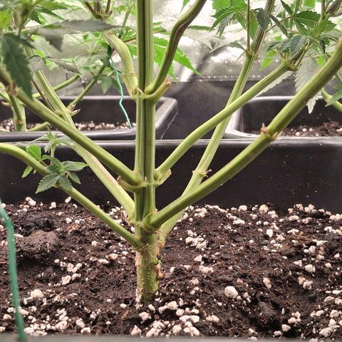 Nothern Lights GP & Sundae Driver  growlog timeline photo