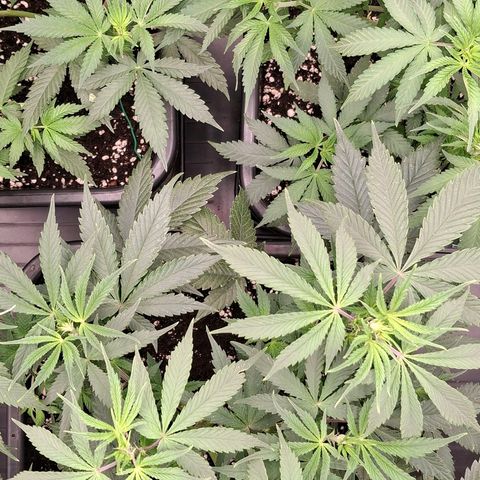 Nothern Lights GP & Sundae Driver  growlog timeline photo