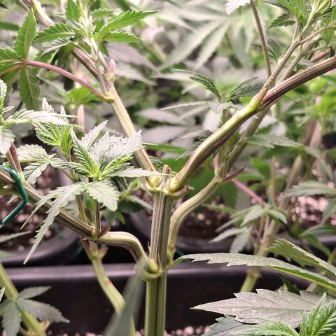 Nothern Lights GP & Sundae Driver  growlog timeline photo