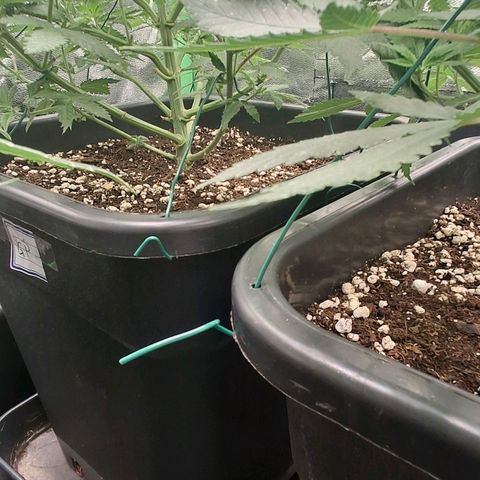 Nothern Lights GP & Sundae Driver  growlog timeline photo