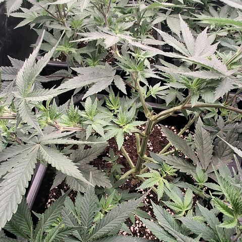 Nothern Lights GP & Sundae Driver  growlog timeline photo