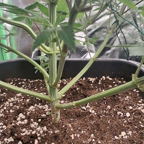 Nothern Lights GP & Sundae Driver  growlog timeline photo