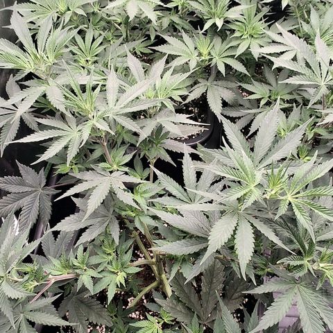 Nothern Lights GP & Sundae Driver  growlog timeline photo