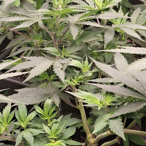 Nothern Lights GP & Sundae Driver  growlog photo: Day 2 of flowering