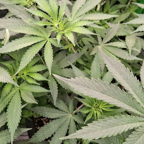 Nothern Lights GP & Sundae Driver  growlog photo: Day 2 of flowering