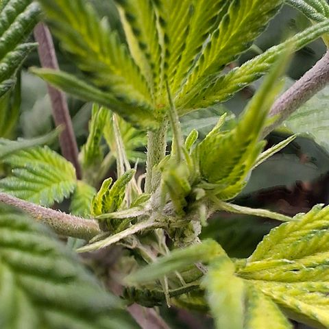 Nothern Lights GP & Sundae Driver  growlog photo: Day 2 of flowering