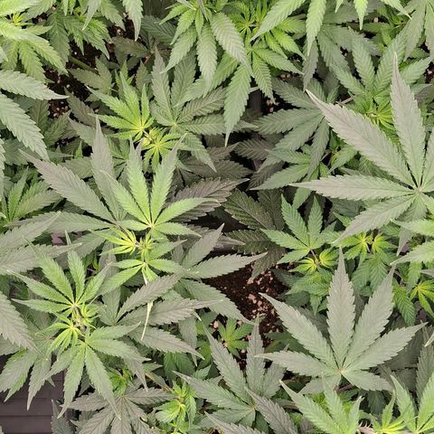 Nothern Lights GP & Sundae Driver  growlog photo: Day 2 of flowering