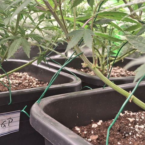 Nothern Lights GP & Sundae Driver  growlog timeline photo