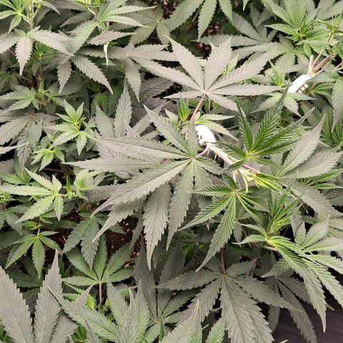 Nothern Lights GP & Sundae Driver  growlog timeline photo