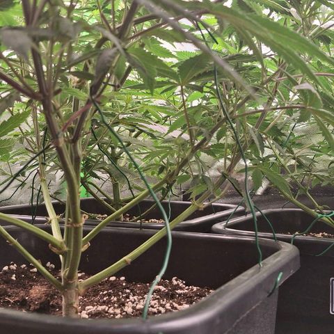 Nothern Lights GP & Sundae Driver  growlog timeline photo