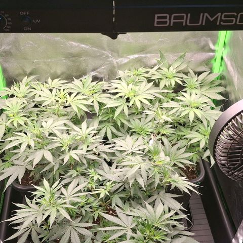 Nothern Lights GP & Sundae Driver  growlog timeline photo