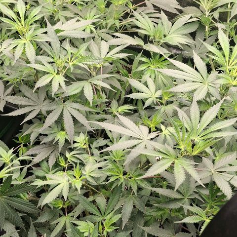 Nothern Lights GP & Sundae Driver  growlog timeline photo
