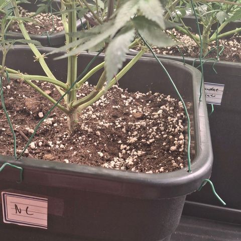 Nothern Lights GP & Sundae Driver  growlog timeline photo