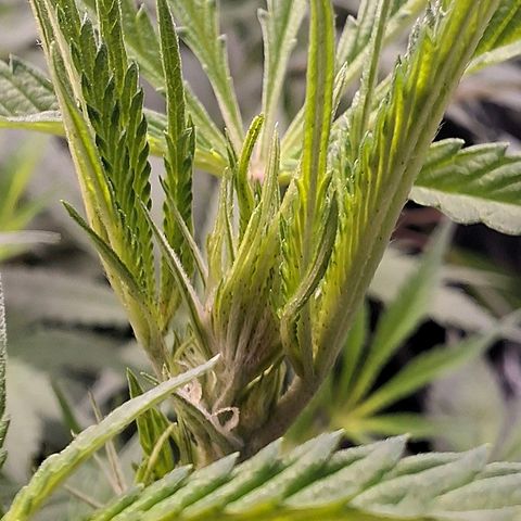 Nothern Lights GP & Sundae Driver  growlog timeline photo