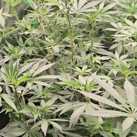 Nothern Lights GP & Sundae Driver  growlog timeline photo