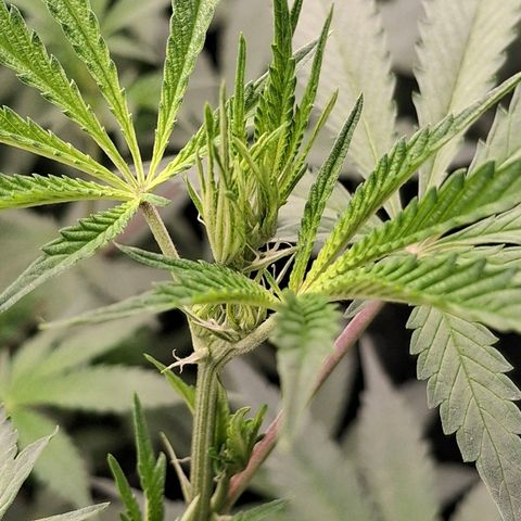 Nothern Lights GP & Sundae Driver  growlog timeline photo