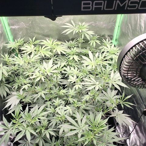 Nothern Lights GP & Sundae Driver  growlog timeline photo