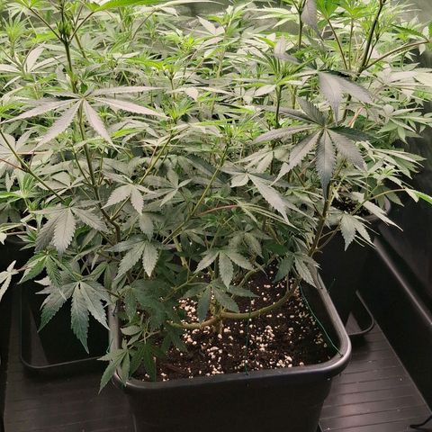Nothern Lights GP & Sundae Driver  growlog photo: Strechy