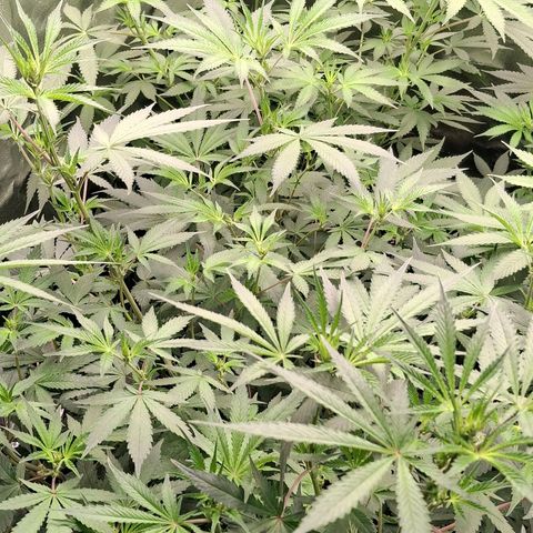 Nothern Lights GP & Sundae Driver  growlog photo: Stretchy 