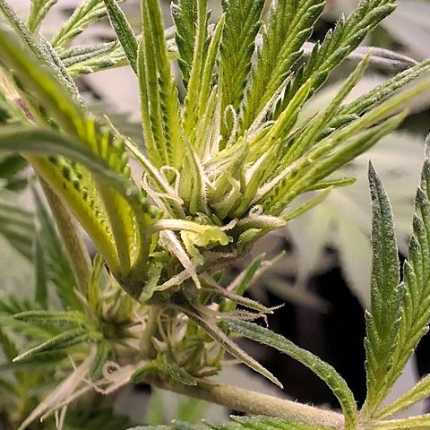 Nothern Lights GP & Sundae Driver  growlog timeline photo