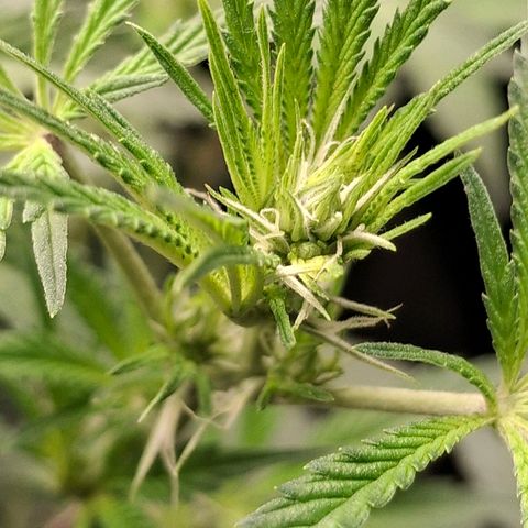 Nothern Lights GP & Sundae Driver  growlog timeline photo