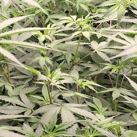 Nothern Lights GP & Sundae Driver  growlog timeline photo