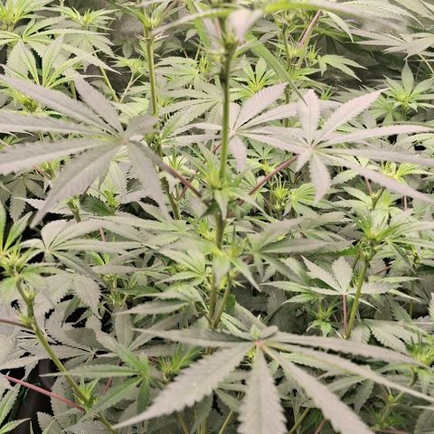 Nothern Lights GP & Sundae Driver  growlog timeline photo