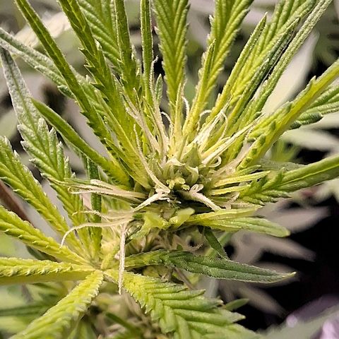 Nothern Lights GP & Sundae Driver  growlog timeline photo