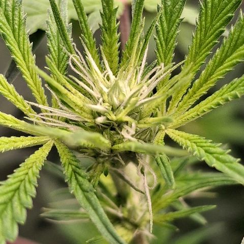 Nothern Lights GP & Sundae Driver  growlog timeline photo