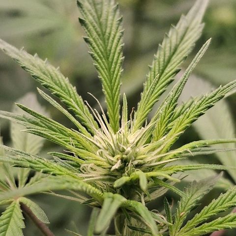 Nothern Lights GP & Sundae Driver  growlog timeline photo