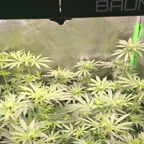 Nothern Lights GP & Sundae Driver  growlog timeline photo