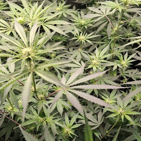 Nothern Lights GP & Sundae Driver  growlog timeline photo