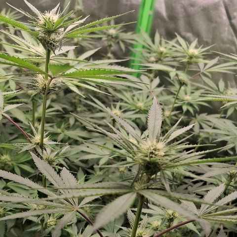 Nothern Lights GP & Sundae Driver  growlog timeline photo
