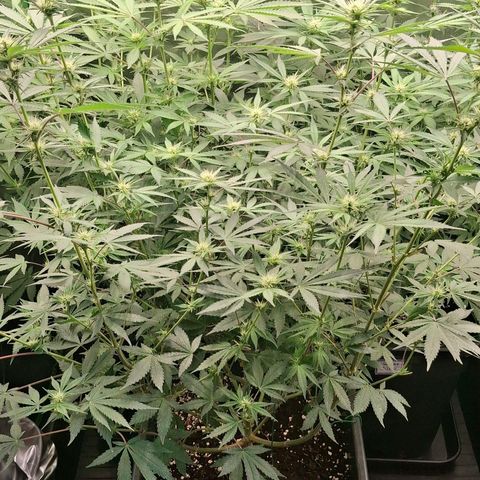 Nothern Lights GP & Sundae Driver  growlog timeline photo