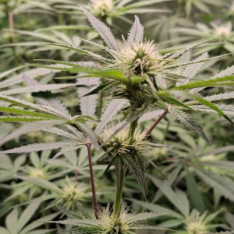 Nothern Lights GP & Sundae Driver  growlog timeline photo