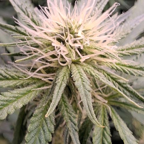 Nothern Lights GP & Sundae Driver  growlog timeline photo