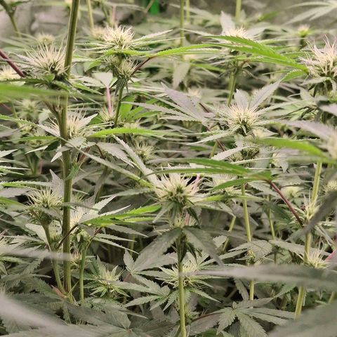 Nothern Lights GP & Sundae Driver  growlog timeline photo