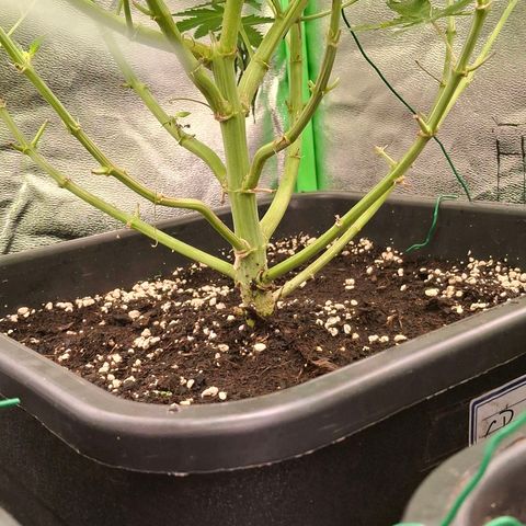 Nothern Lights GP & Sundae Driver  growlog timeline photo