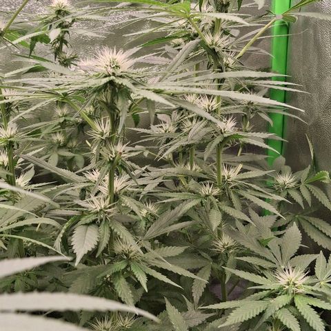 Nothern Lights GP & Sundae Driver  growlog timeline photo