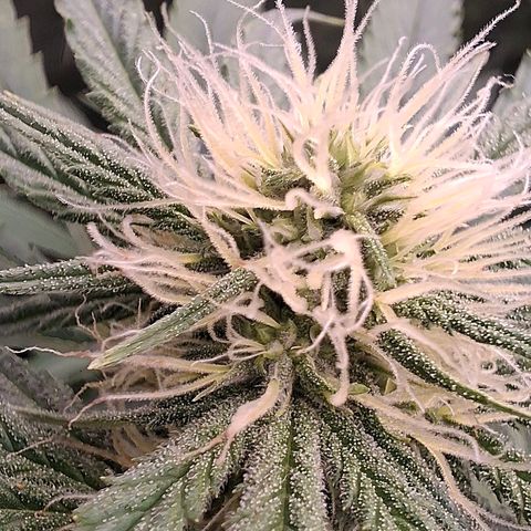 Nothern Lights GP & Sundae Driver  growlog timeline photo