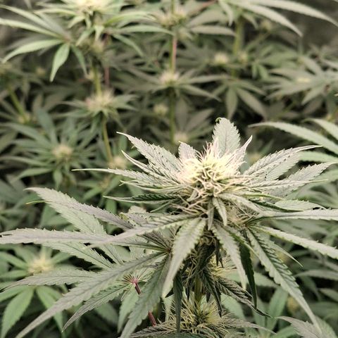 Nothern Lights GP & Sundae Driver  growlog timeline photo