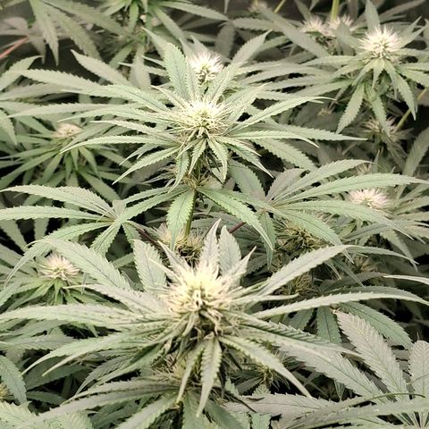 Nothern Lights GP & Sundae Driver  growlog timeline photo