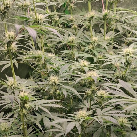 Nothern Lights GP & Sundae Driver  growlog timeline photo